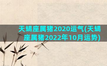 天蝎座属猪2020运气(天蝎座属猪2022年10月运势)